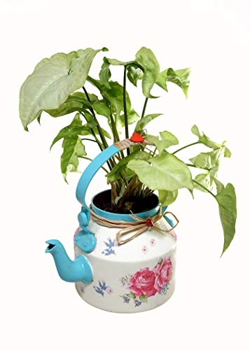 Beautifully Hand Crafted Kettle Planter Blue-The Weaver's Nest