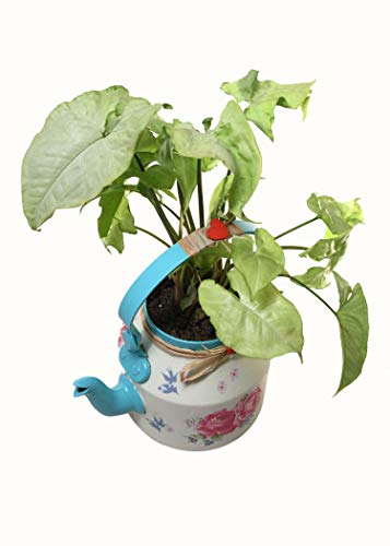 Beautifully Hand Crafted Kettle Planter Blue-The Weaver's Nest