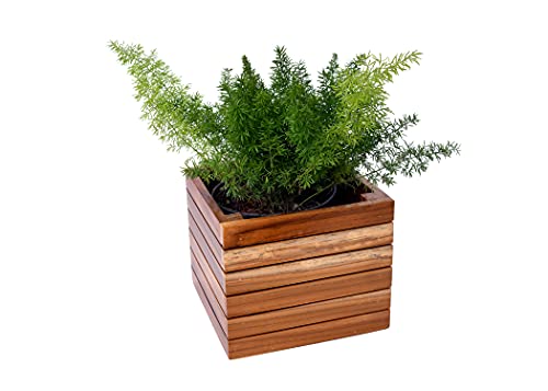 The Weaver's Nest Wooden Planter Box/Plant Stand, Flower Pot Holder for Home, Restaurants, Hotels, Garden, Balcony, Patio