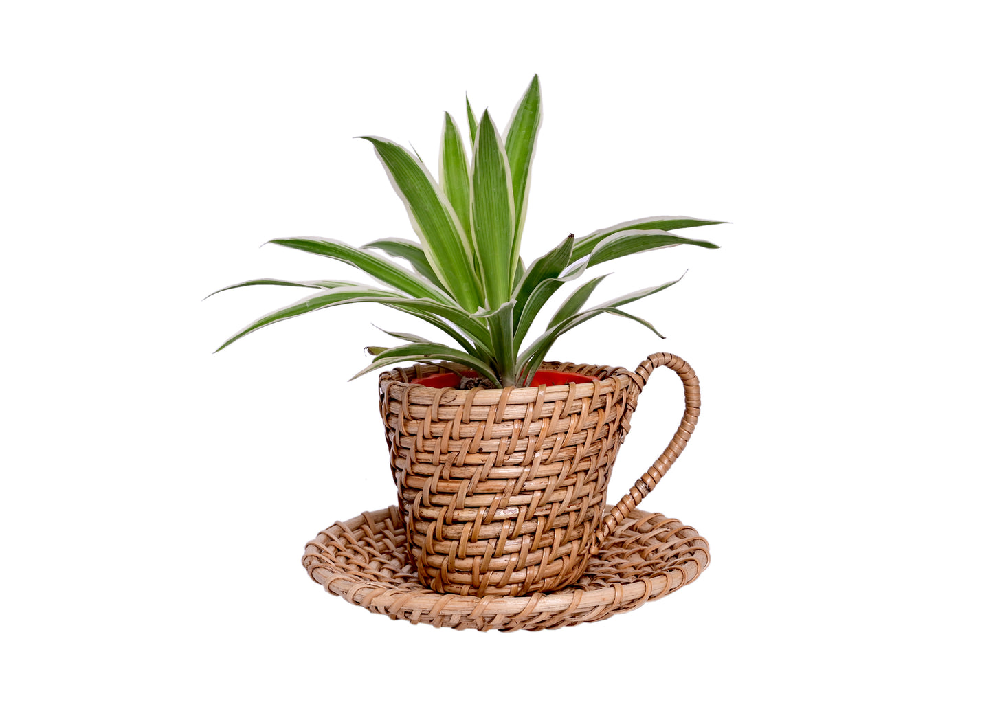 The Weaver's Nest Handmade Natural Cane Kettle Shaped Planter