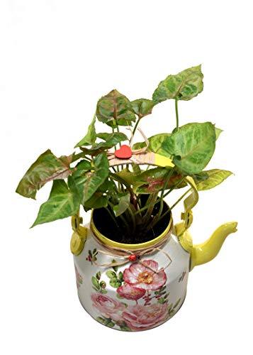 The Weaver's Nest Beautifully Hand Crafted Kettle Planter