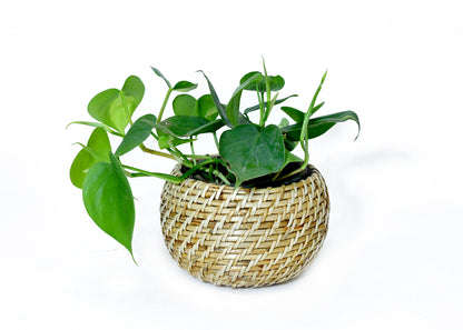 The Weaver's Nest Handmade Natural Cane Planter for Home, Table Tops, Offices, Restaurants, Garden, Cafe, Balcony, Living Room