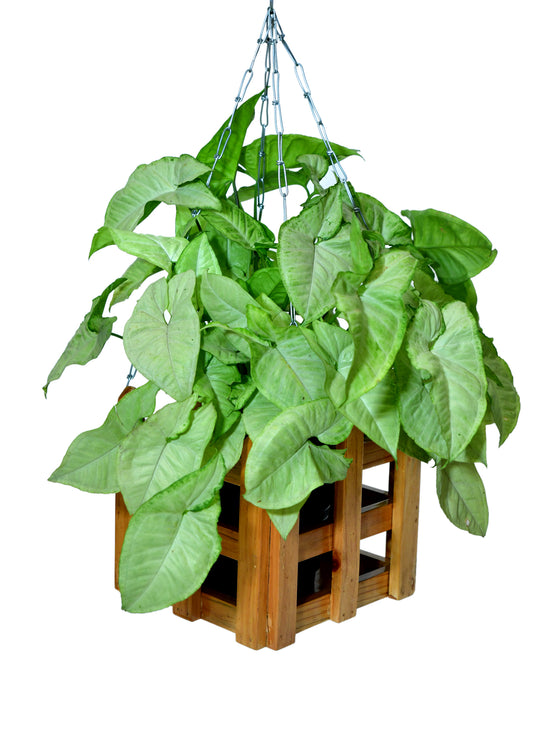 The Weaver's Nest Wooden Hanging Planter , Plants Holder Pot for Home, Offices, Restaurants, Garden, Cafe, Balcony, Living Room