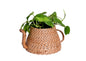 The Weaver's Nest Handmade Natural Cane Kettle Planter for Home, Table Tops, Offices, Restaurants, Garden, Cafe, Balcony, Living Room