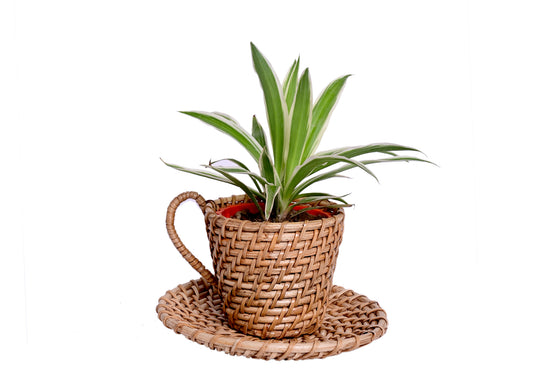 The Weaver's Nest Handmade Natural Cane Cup and Saucer  Planter for Home, Table Tops, Restaurants, Garden, Cafe, Balcony, Living Room