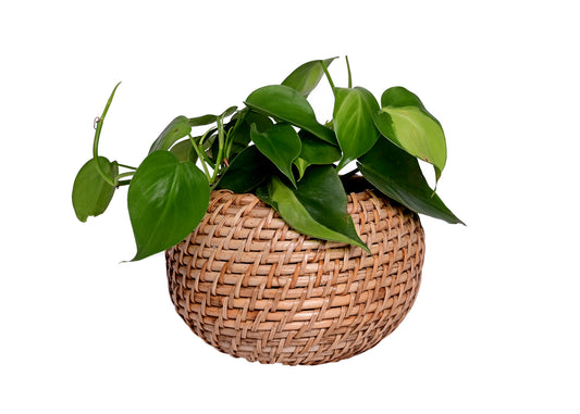 The Weaver's Nest Handmade Natural Cane Planter with macrame hanging for Home, Offices, Restaurants, Garden, Cafe, Balcony, Living Room